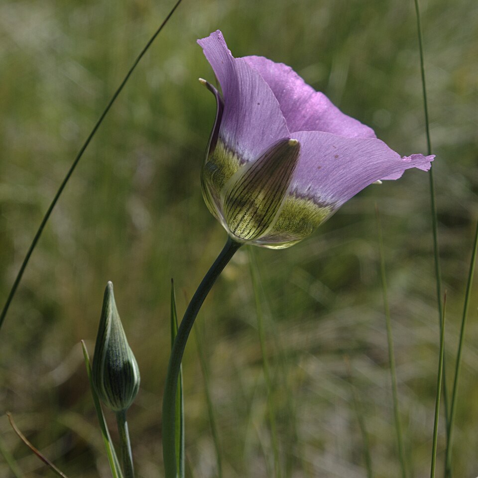 Calochortus gunnisonii (Gunnison's Mariposa Lily) (alternate view 8)