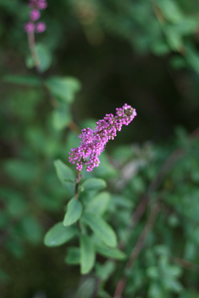 Spiraea douglasii (western spirea) (alternate view 6)