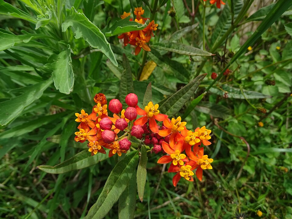 Asclepias curassavica (tropical milkweed)