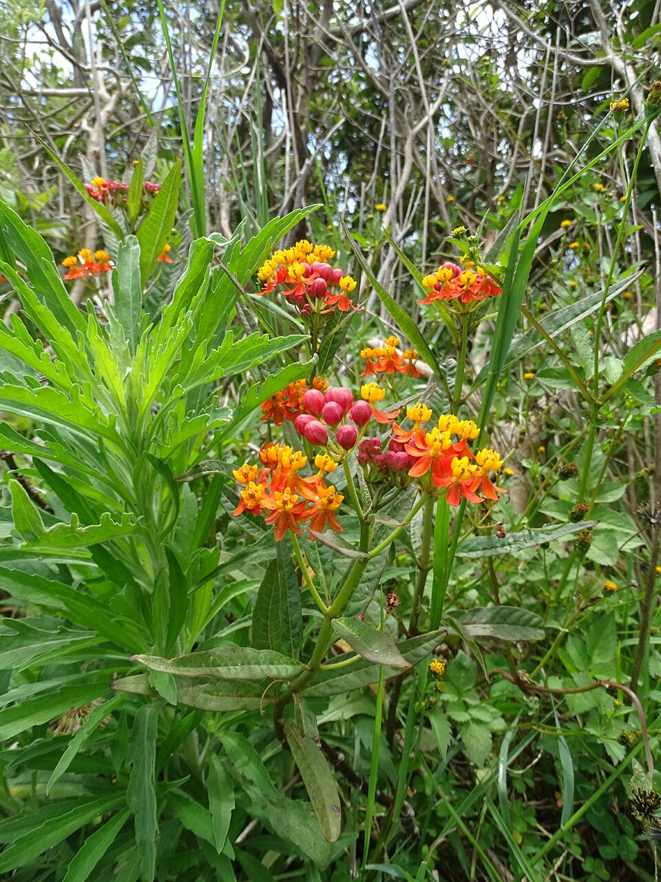 Asclepias curassavica (tropical milkweed)