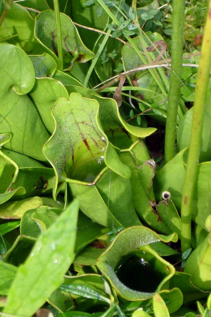Sarracenia purpurea (purple pitcher plant) (alternate view 5)