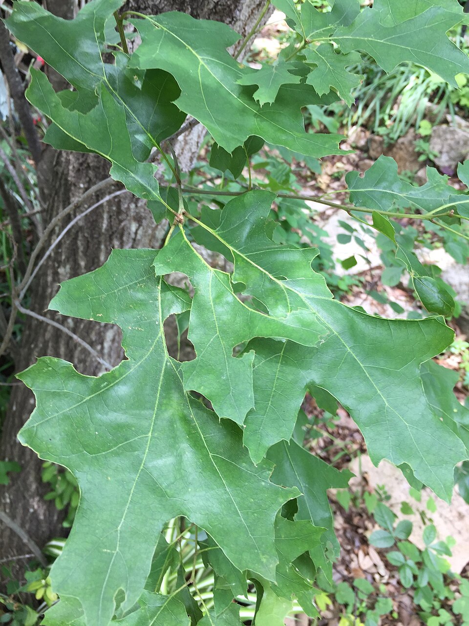 Quercus buckleyi (Buckley's oak) (alternate view 5)
