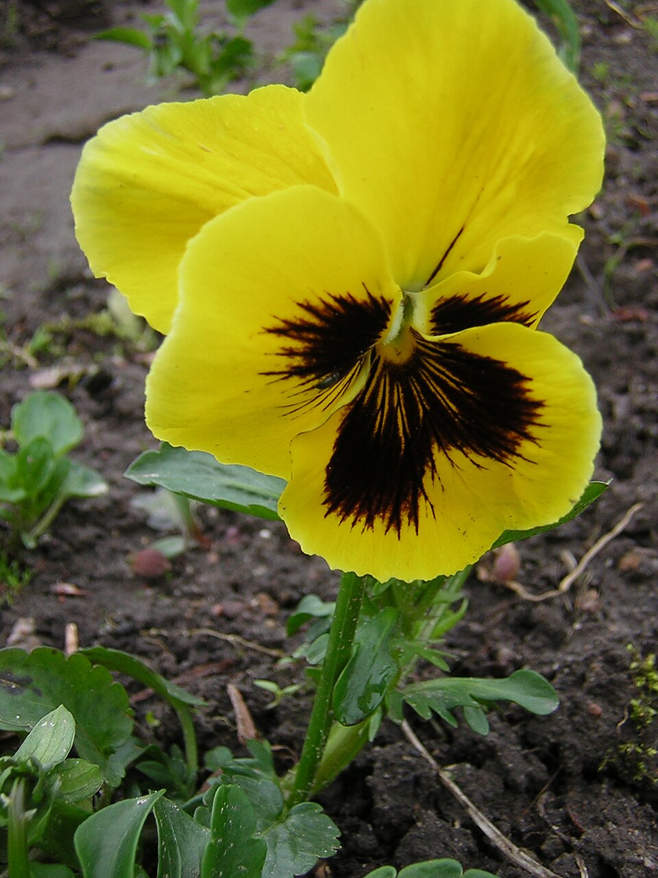 Viola × wittrockiana (pansy) (alternate view 6)