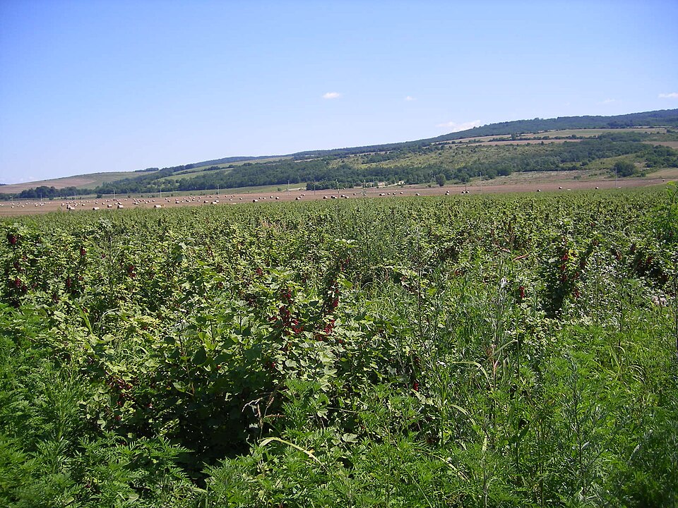 Ribes rubrum (Red Currant)