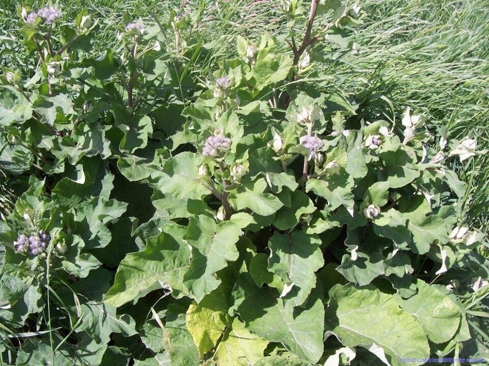 Arctium tomentosum (Woolly Burdock)