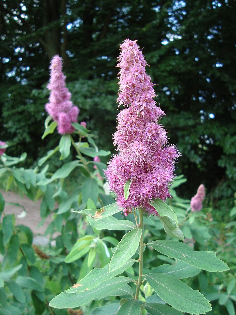 Spiraea douglasii (western spirea) (alternate view 7)