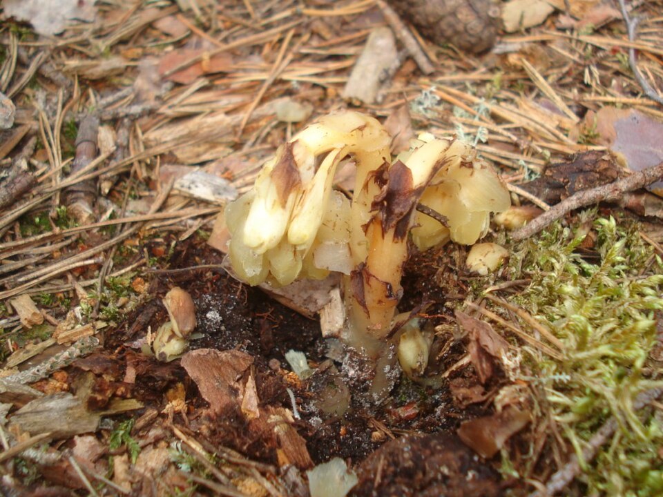 Monotropa hypopitys (pinesap)
