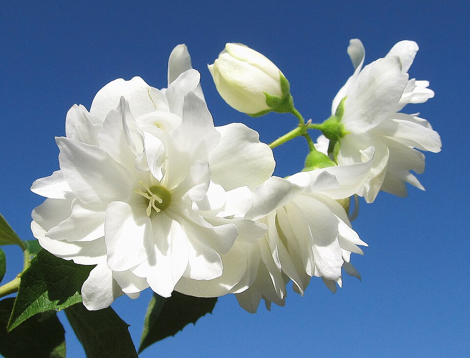 Philadelphus 'Snowbelle' (Snowbelle Mock Orange)