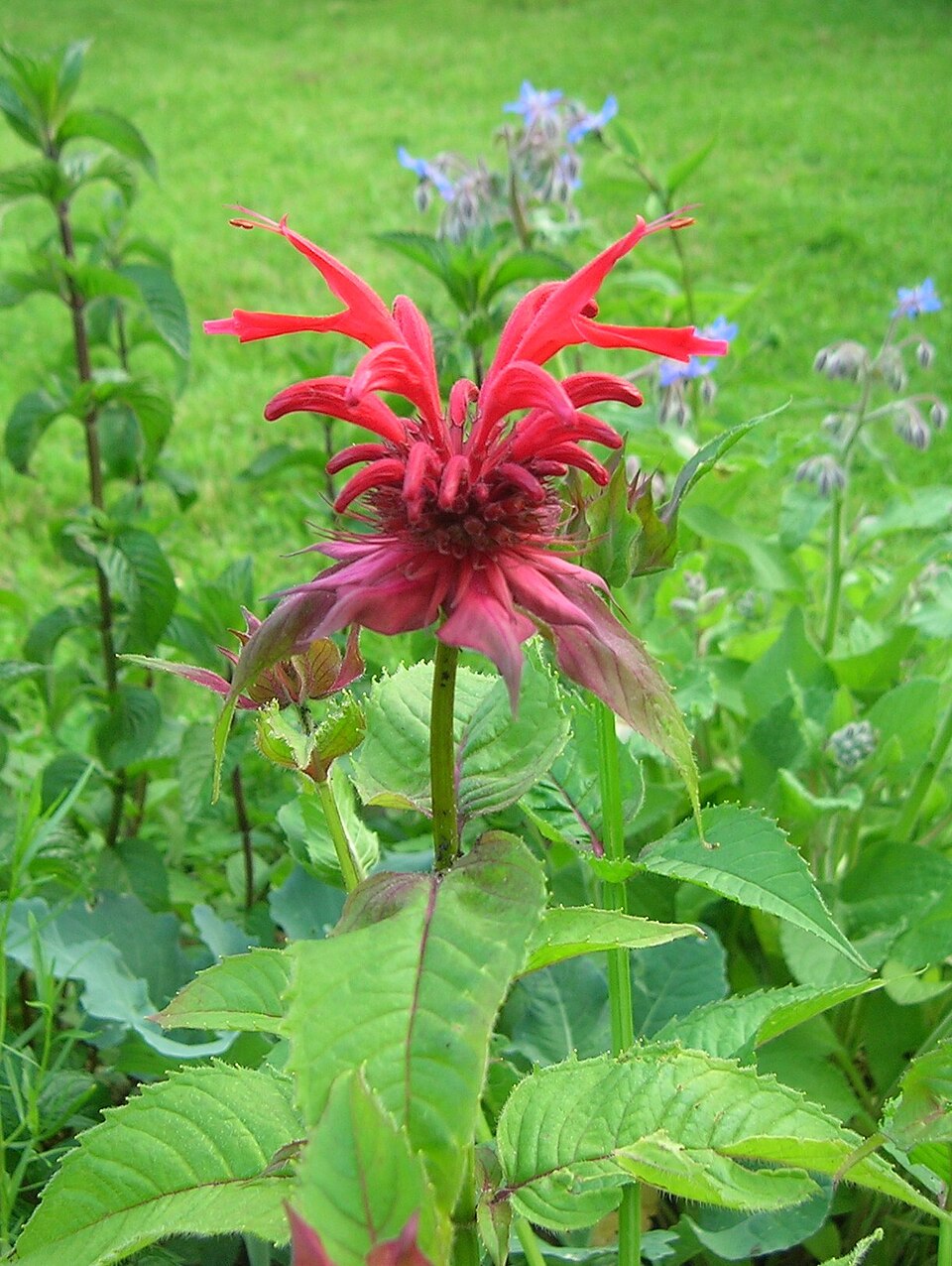 Monarda didyma (Bee Balm) (alternate view 13)
