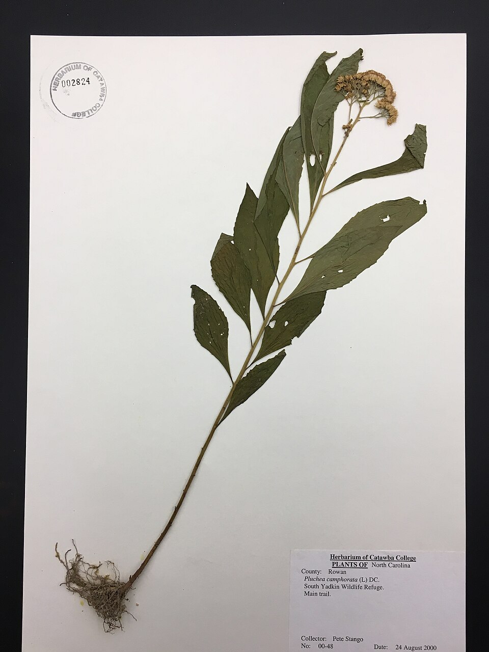 Pluchea camphorata (Camphor-weed) (alternate view 6)