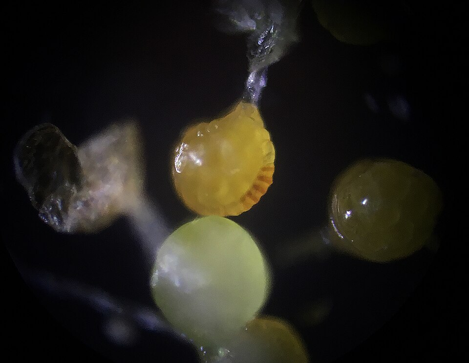Polypodium interjectum (intermediate polypody)