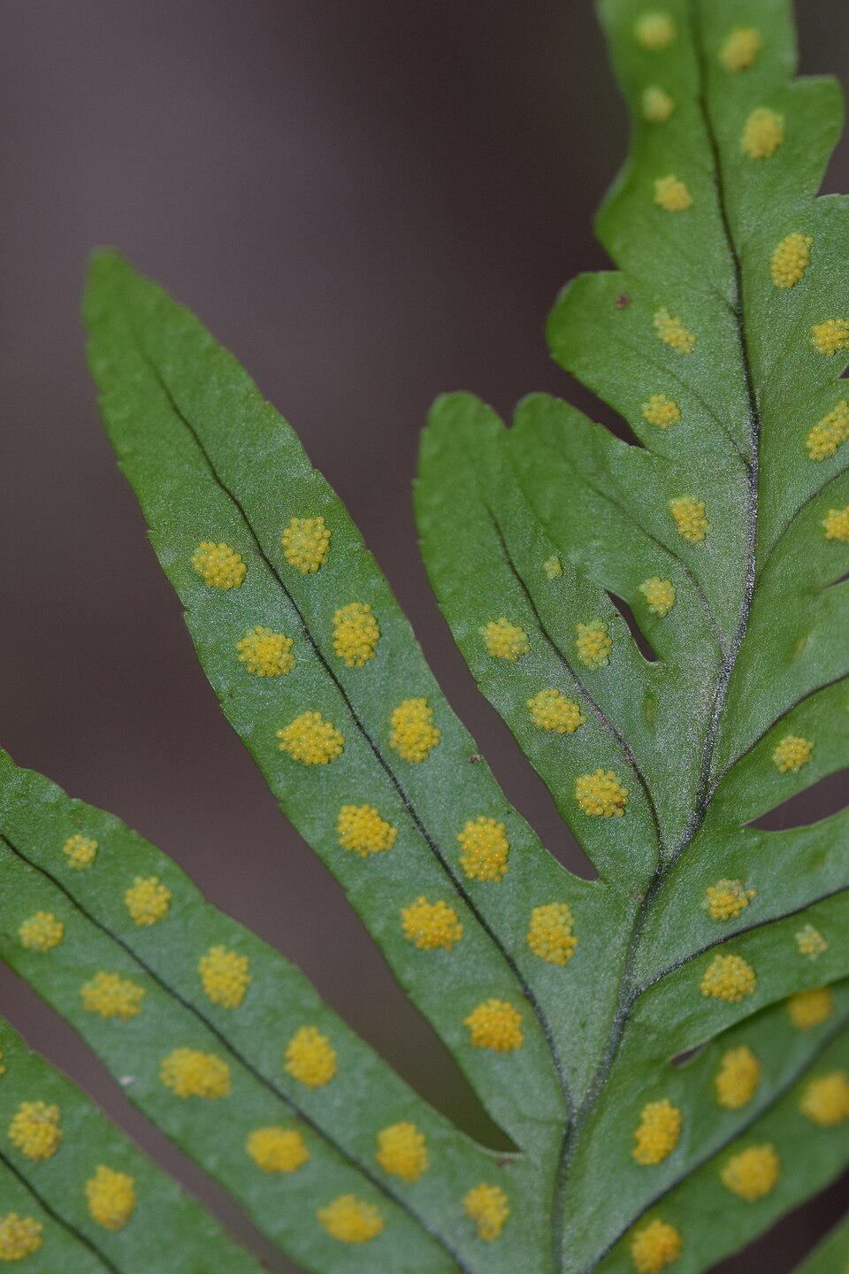 Polypodium interjectum (intermediate polypody)