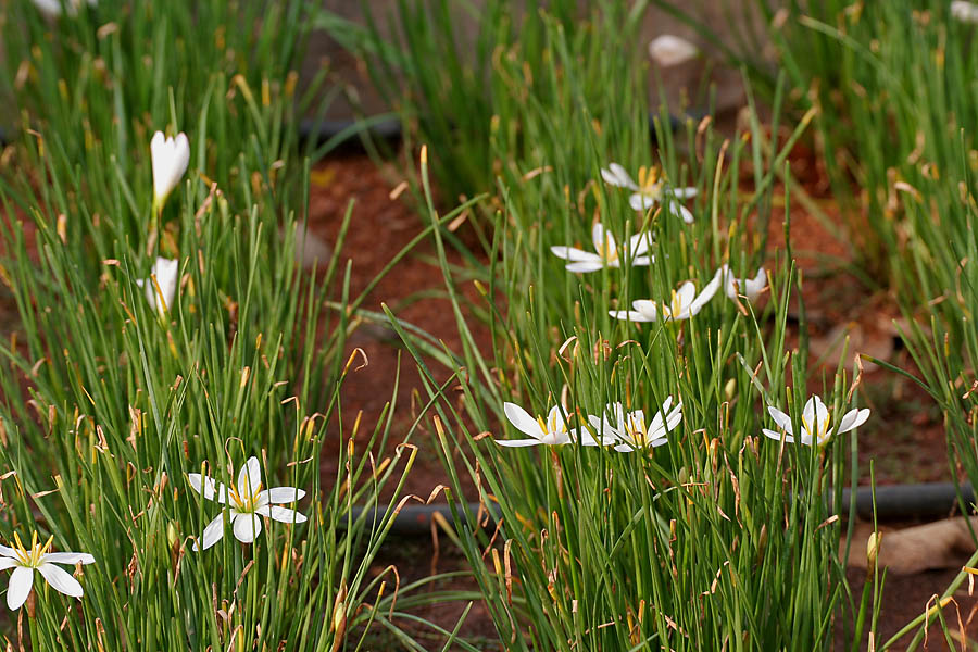 Zephyranthes candida, White rain lily — clumping semi-evergreen (Amaryllidaceae) (image 3 of 10)