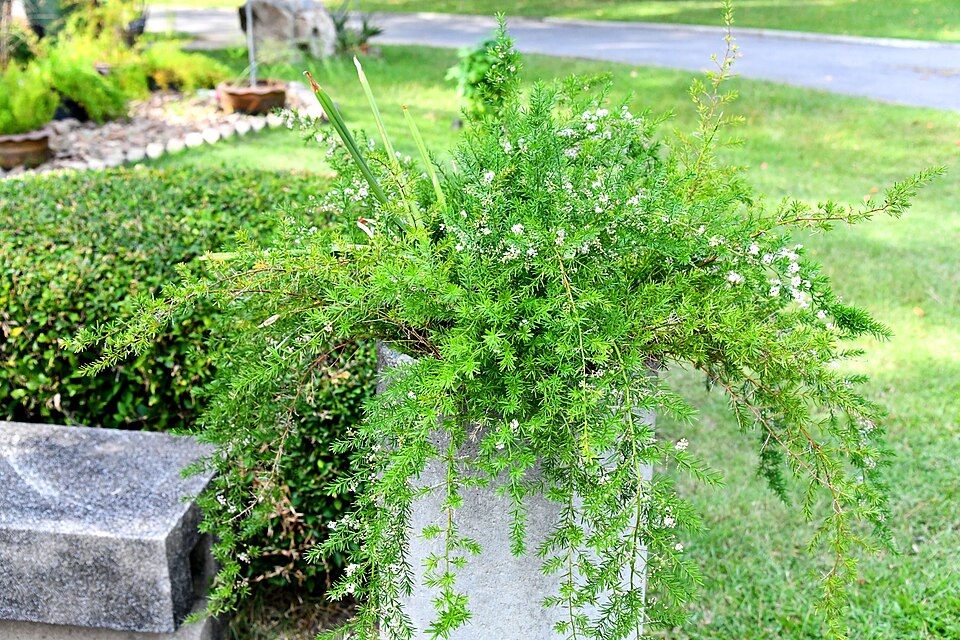 Asparagus (Asparagus) (alternate view 3)