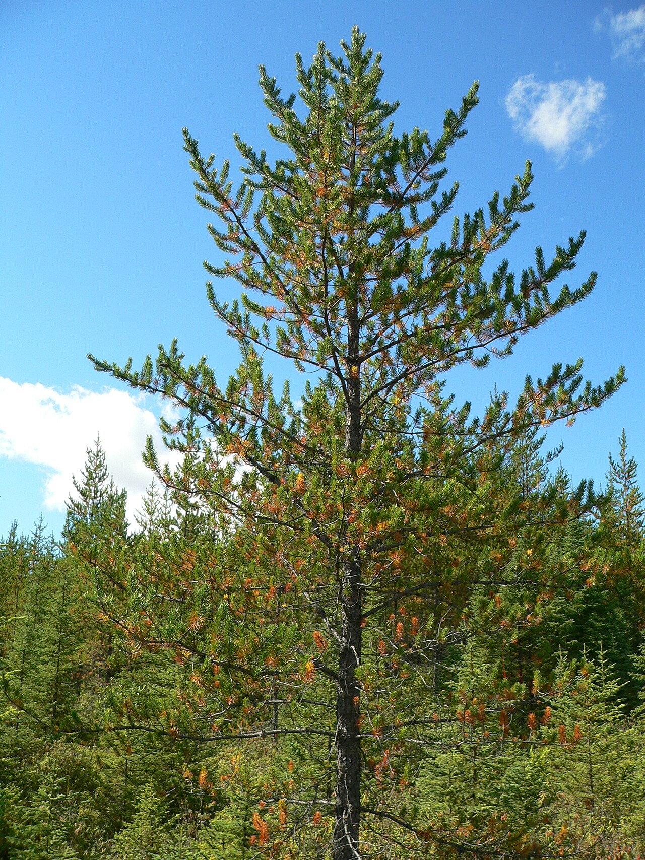 Pinus banksiana (Jack Pine)