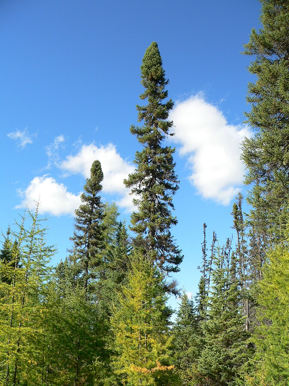Picea mariana (black spruce) (alternate view 7)