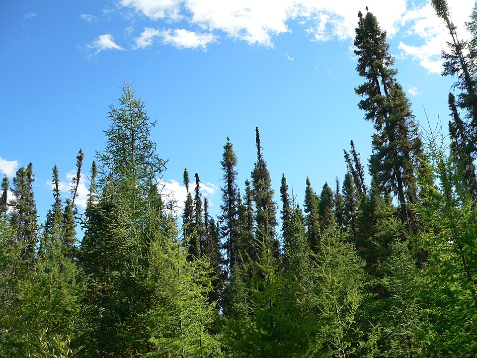 Picea mariana (black spruce) (alternate view 8)