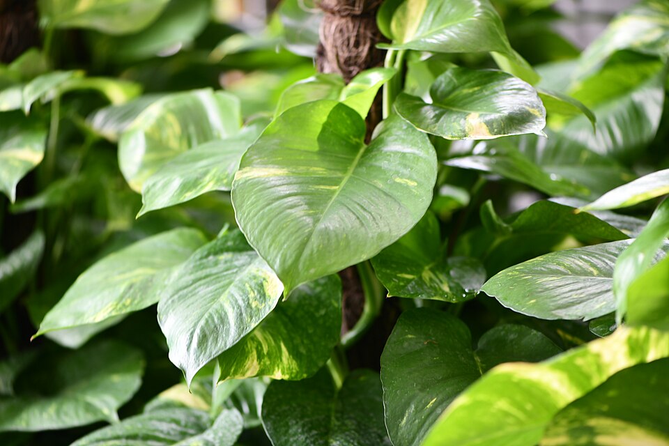 Epipremnum
