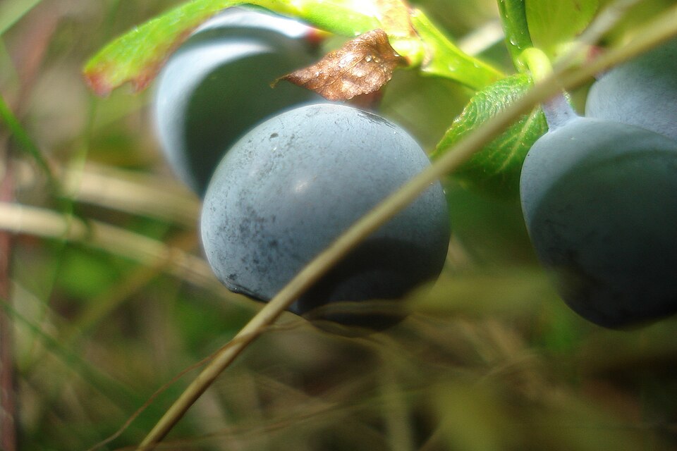 Vaccinium uliginosum (bog bilberry)