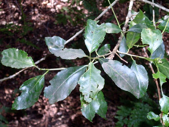 Claoxylon australe (Brittlewood)