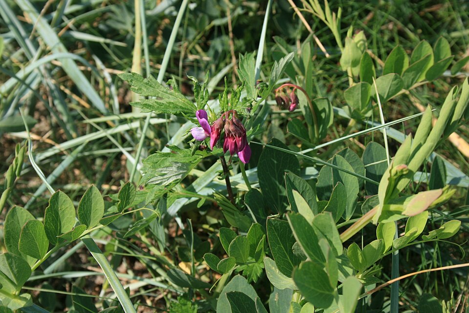 Lathyrus japonicus (seaside pea) (alternate view 4)