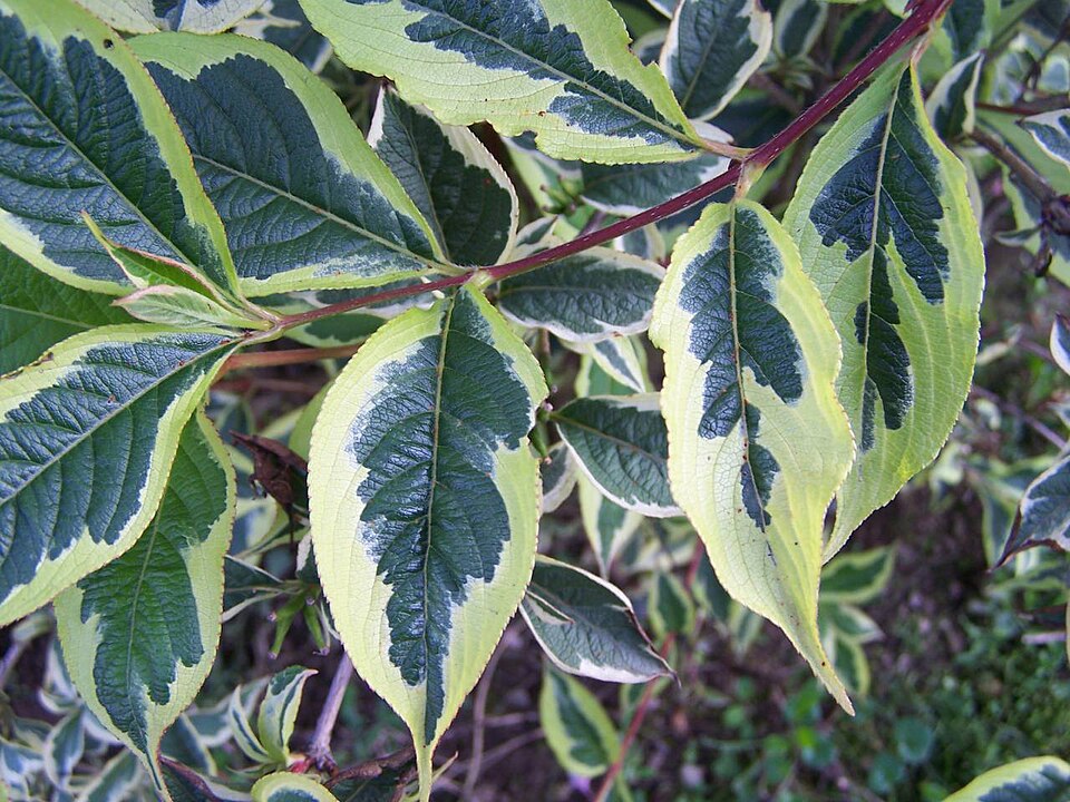 Weigela florida 'Variegata' (variegated weigela)