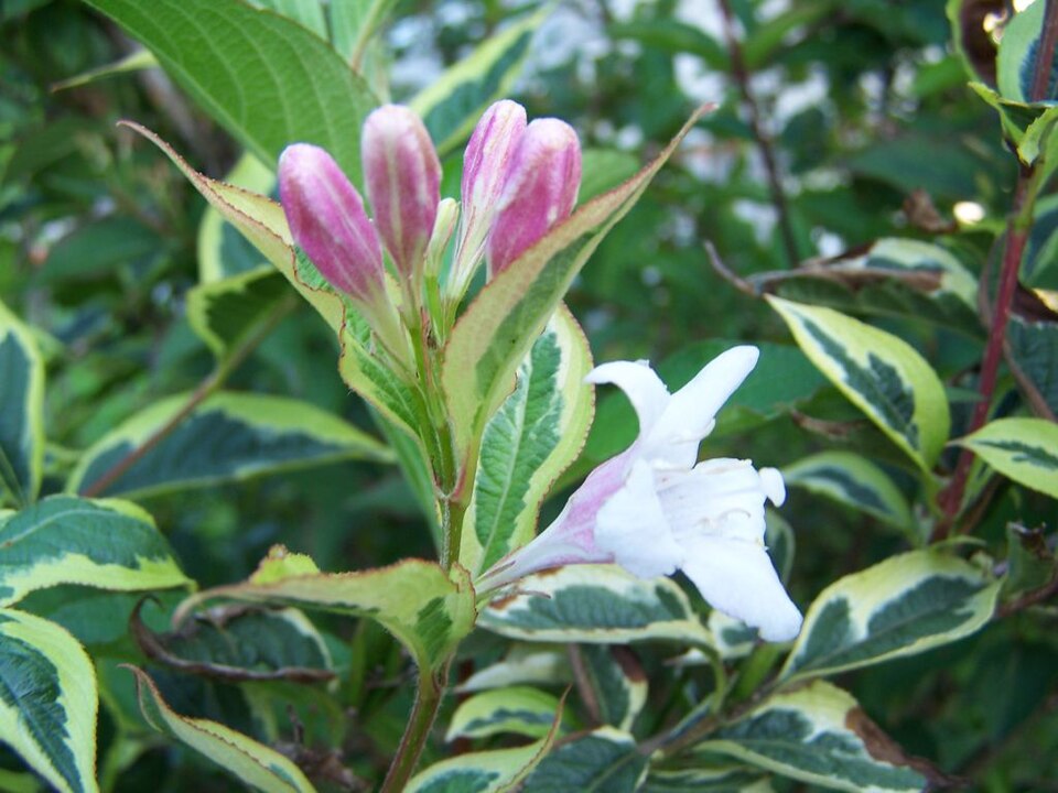 Weigela florida 'Variegata' (variegated weigela) (alternate view 2)