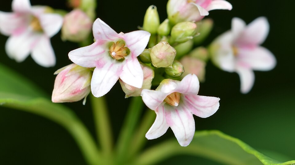 Apocynum × floribundum (intermediate dogbane)