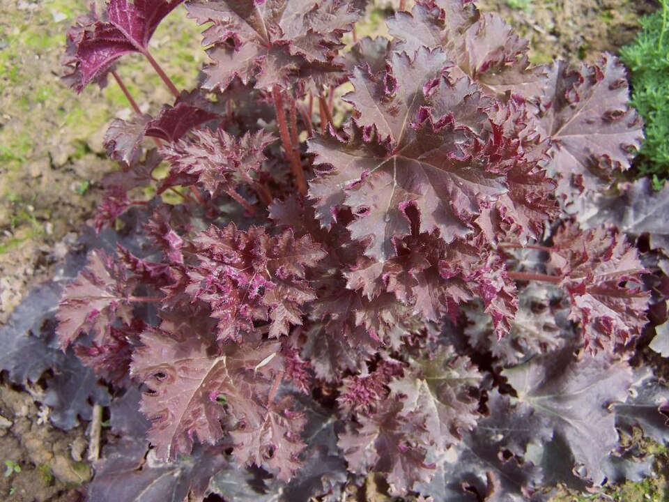 Heuchera micrantha (small-flowered alumroot) (alternate view 6)