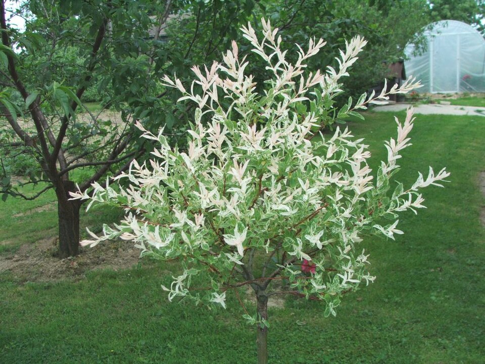 Salix integra 'Hakuro Nishiki' (Variegated Willow)