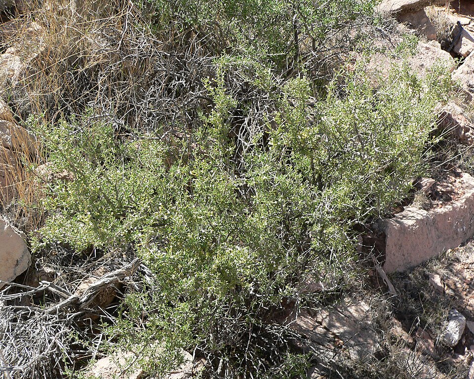 Lycium andersonii (Anderson Thornbush) (alternate view 7)