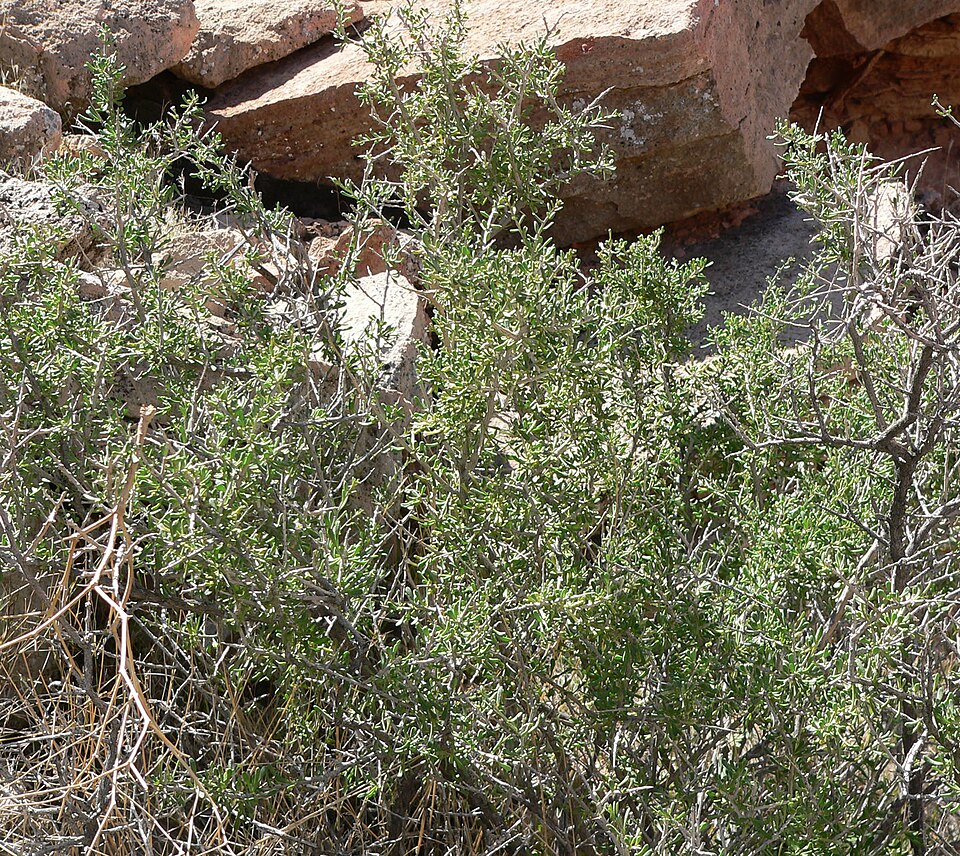 Lycium andersonii (Anderson Thornbush) (alternate view 8)
