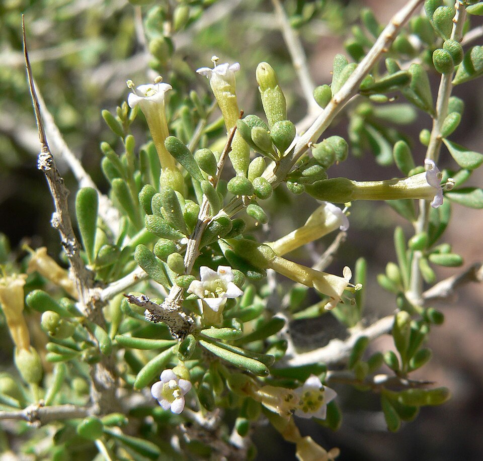 Lycium andersonii (Anderson Thornbush) (alternate view 9)