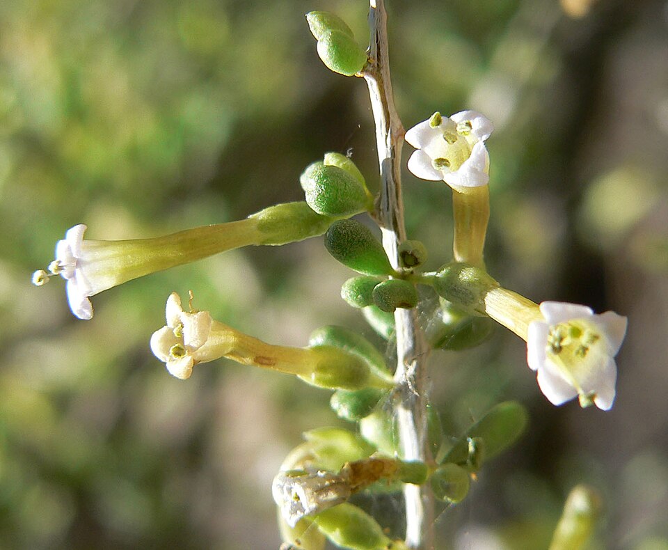 Lycium andersonii (Anderson Thornbush) (alternate view 10)