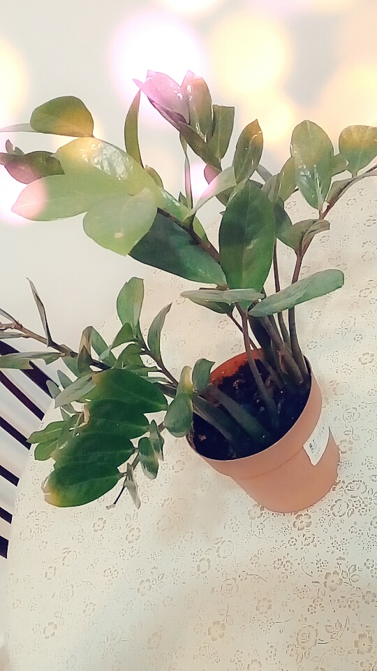 Zamioculcas (alternate view 2)