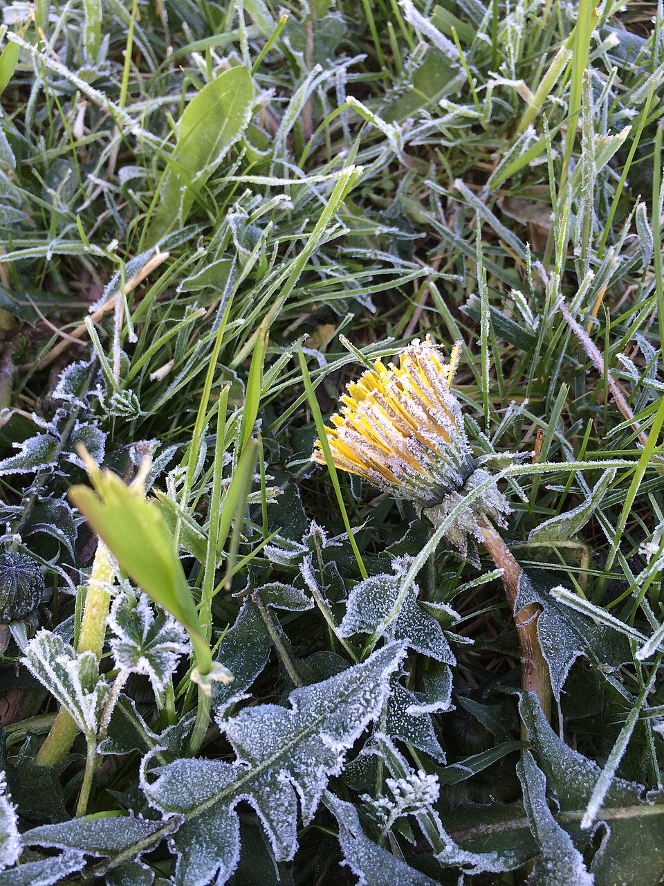 Taraxacum officinale (Dandelion Greens) (alternate view 10)