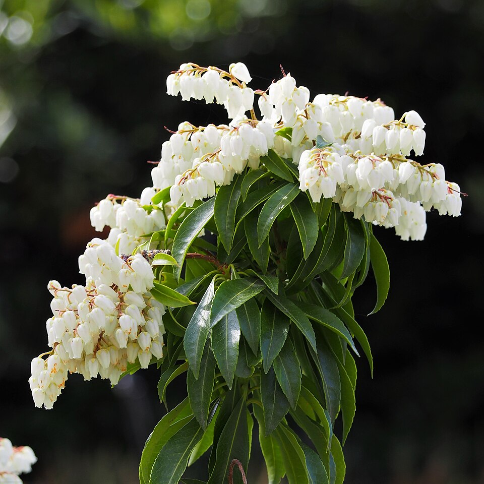 Pieris japonica 'Flamingo' (Flamingo Japanese Pieris) (alternate view 3)