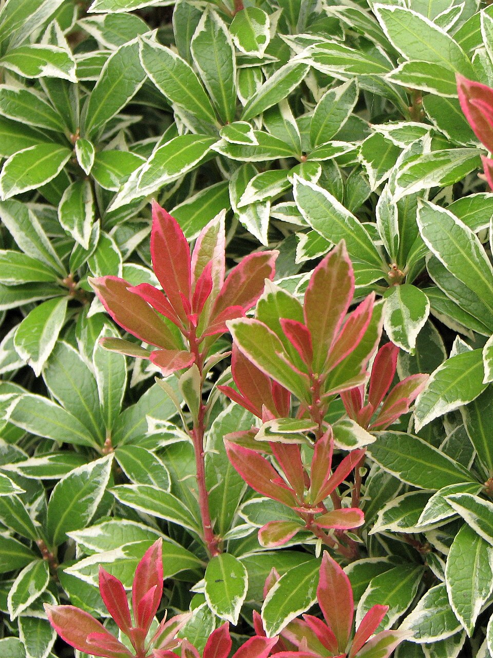 Pieris japonica 'Little Heath' (Little Heath Pieris) (alternate view 2)
