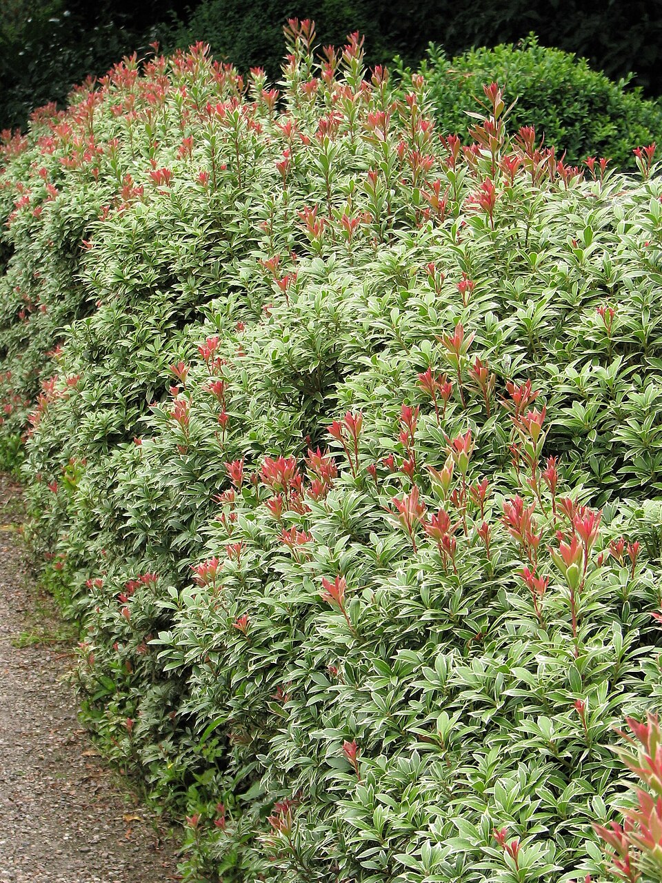 Pieris japonica 'Little Heath' (Little Heath Pieris) (alternate view 3)