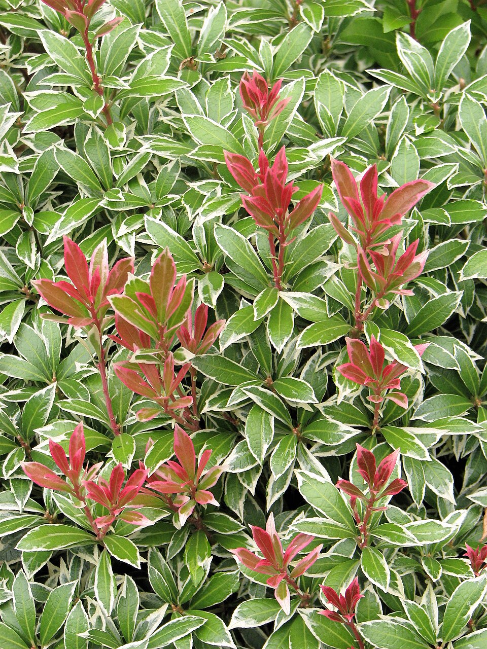 Pieris japonica 'Little Heath' (Little Heath Pieris) (alternate view 4)
