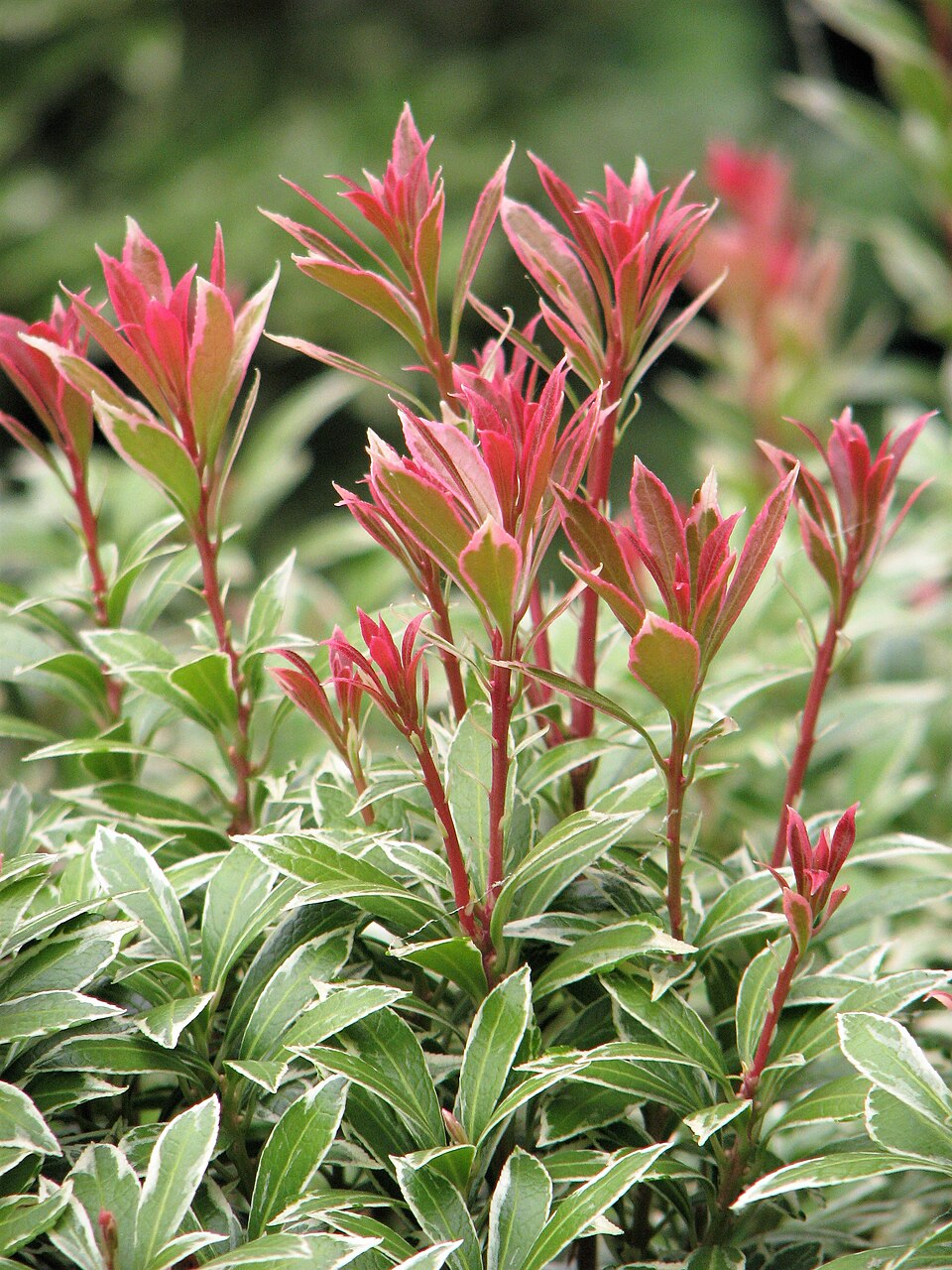 Pieris japonica 'Little Heath' (Little Heath Pieris) (alternate view 5)