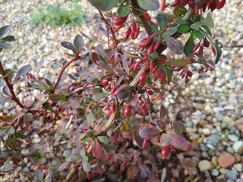 Berberis thunbergii f. 'Golden Ring' (Golden Ring Barberry)