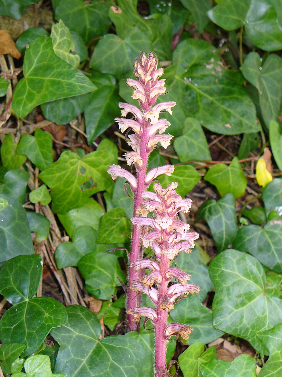 Orobanche hederae (ivy broomrape)