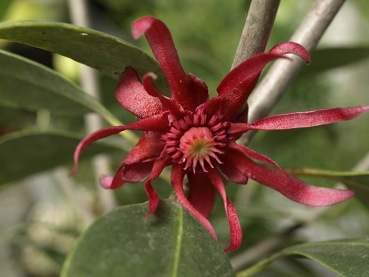 Illicium floridanum, Florida anise — upright evergreen (Schisandraceae) (image 7 of 10)