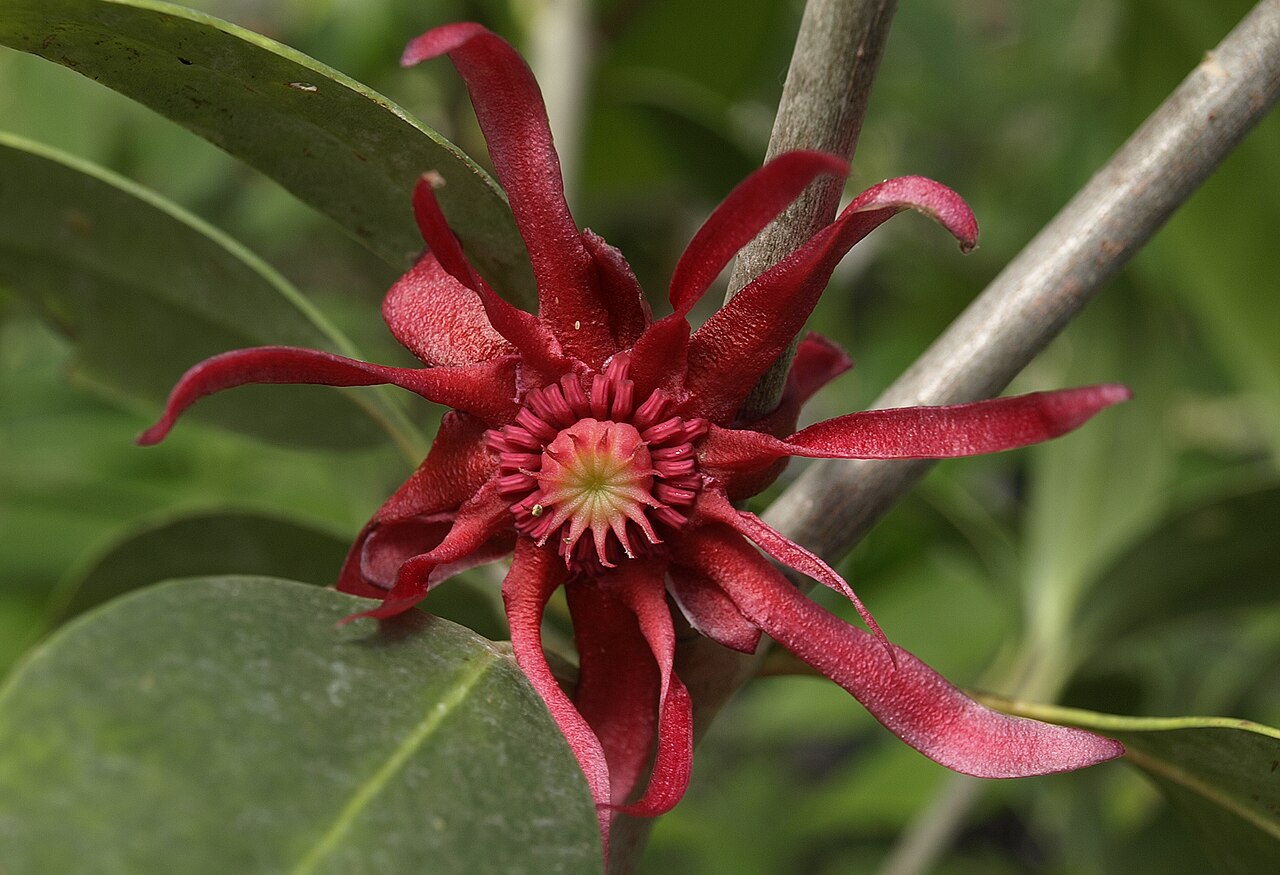 Illicium floridanum, Florida anise — upright evergreen (Schisandraceae) (image 8 of 10)
