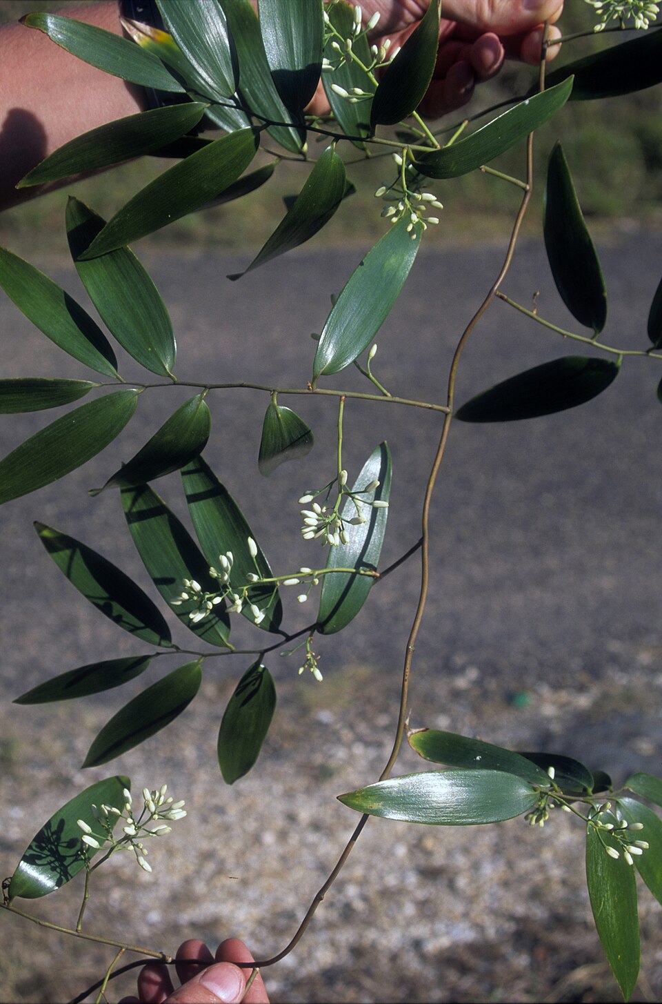 Geitonoplesium cymosum (Climbing Lily) (alternate view 4)