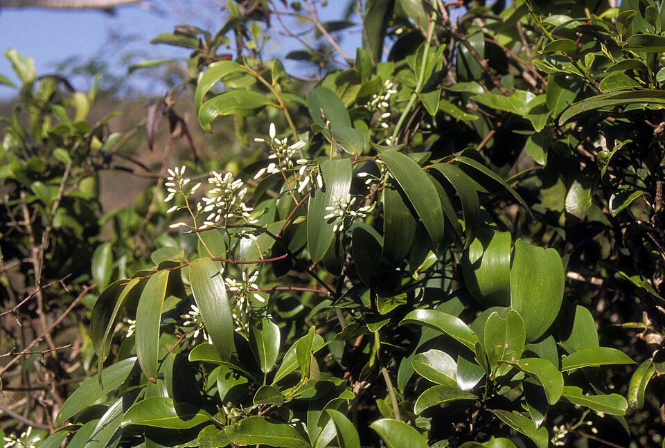 Geitonoplesium cymosum (Climbing Lily) (alternate view 5)