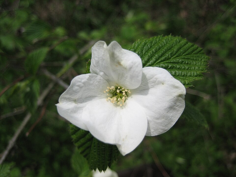 Rhodotypos scandens (jetbead) (alternate view 6)