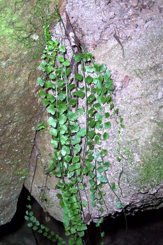 Asplenium flabellifolium (Necklace Fern) (alternate view 6)