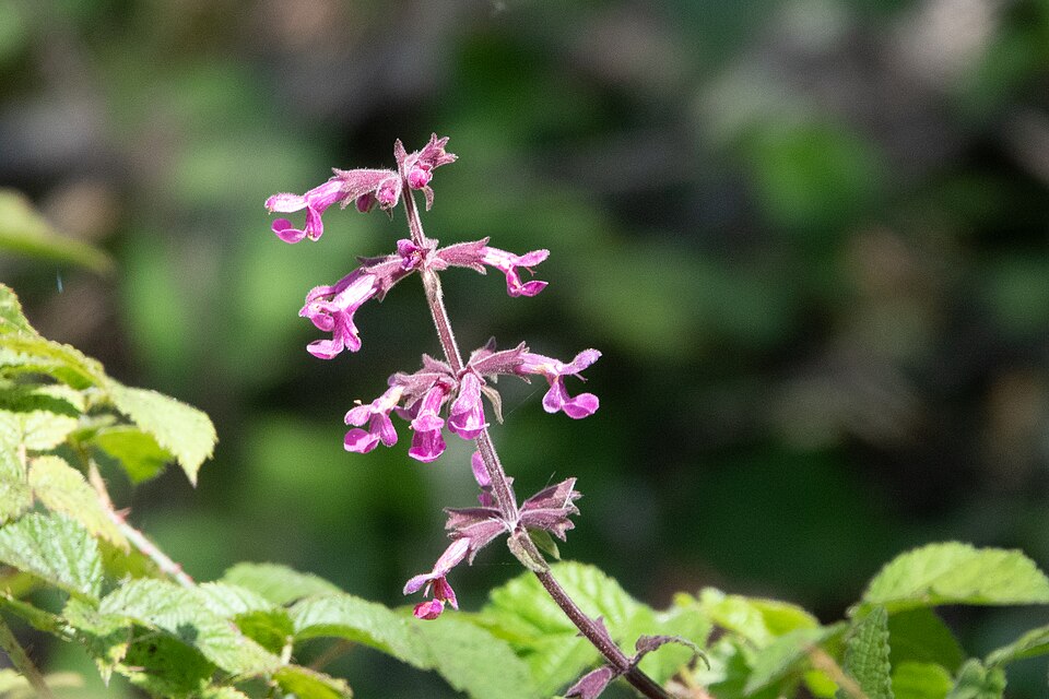 Stachys chamissonis (Coastal Hedge-nettle) (alternate view 9)